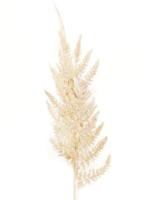 Helecho Dorado Navideño 76
