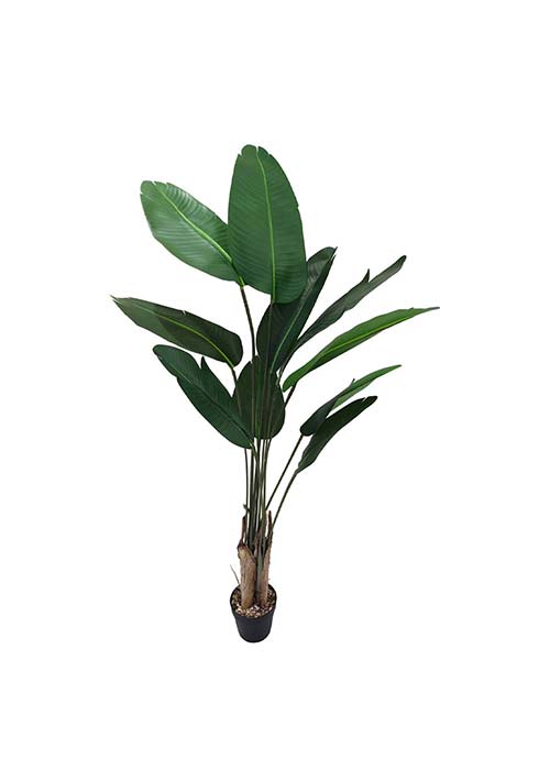 Planta Traveller mediana 150 Verde