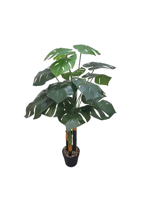 Planta Monstera 1 mts Verde Ingles