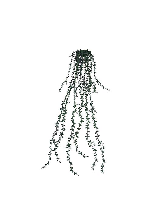 Planta colgante pelotitas
