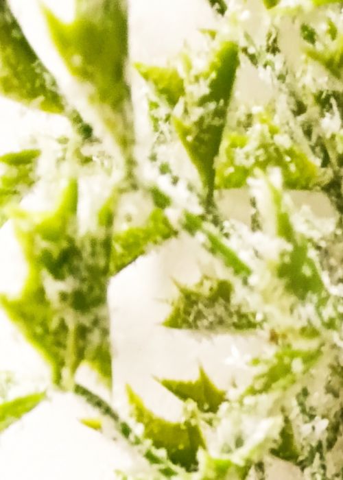 Muérdago Navideño Decorativo 84 Verde