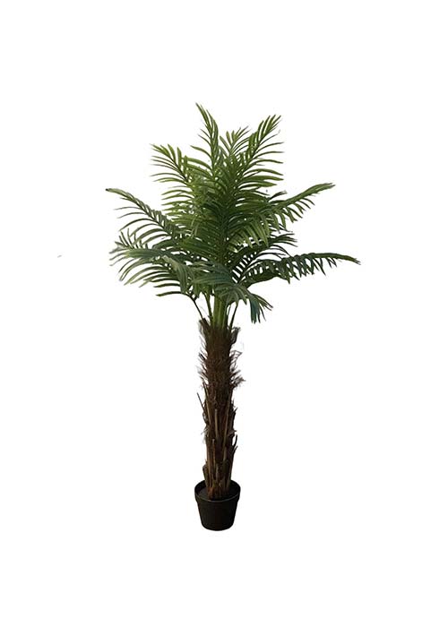 Palmera Phoenix