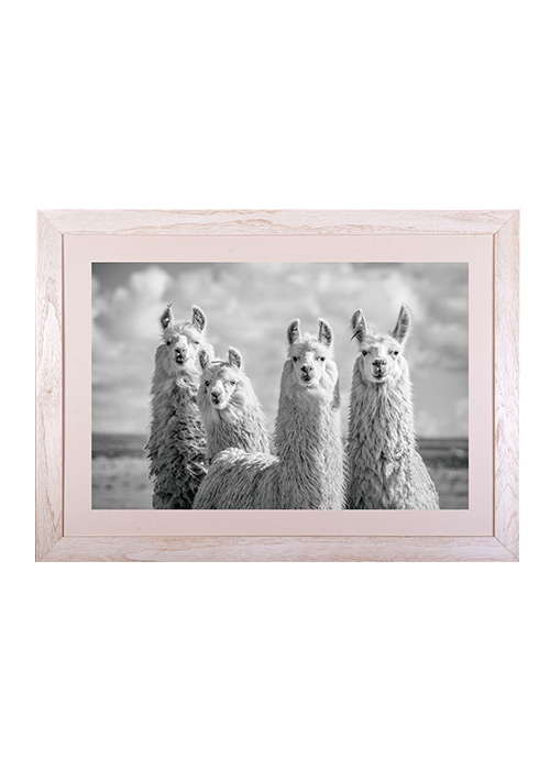 Cuadro Alpacas Arena