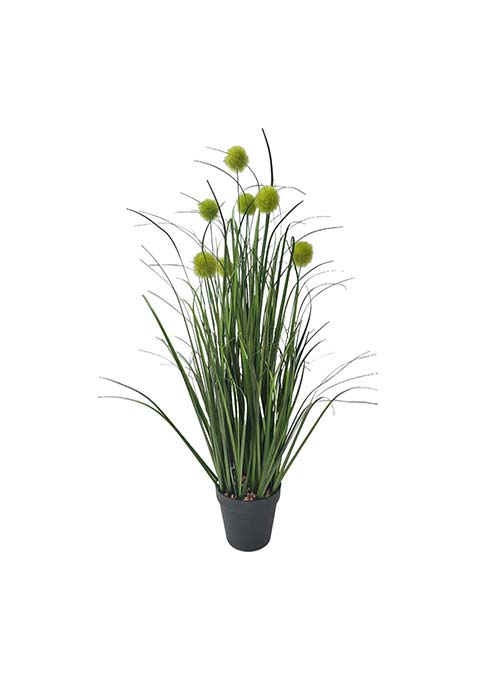Planta Onion Verde