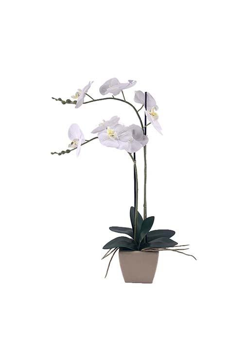 Orquidea Blanca maceta tulip Blanco