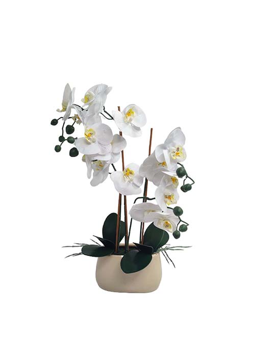 Orquidea PHALAENOPSIS grande Blanco
