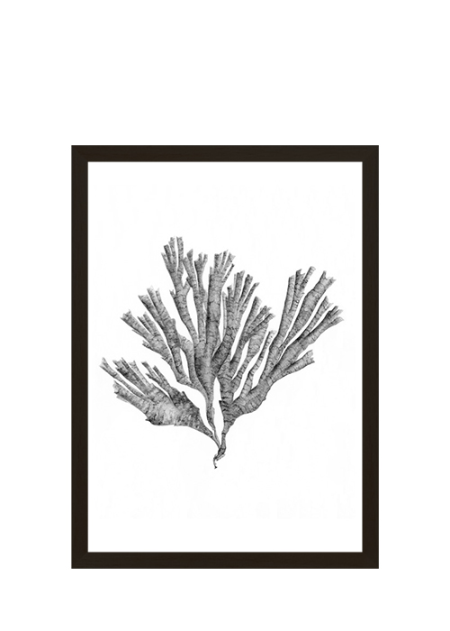 Cuadro Coral Negro 5017-1