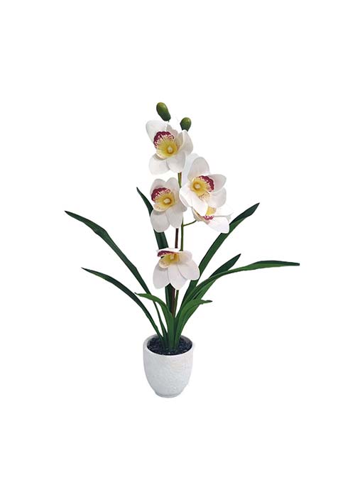 Orquidea  PHALAENOPSIS Blanco