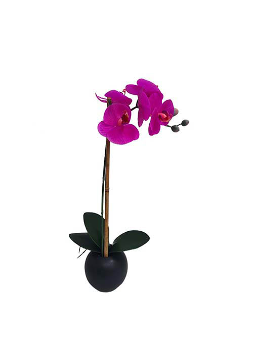 Orquidea en maceta negra bombee