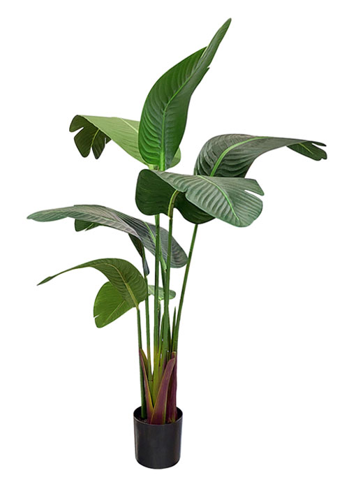 Planta Hoja de plátano