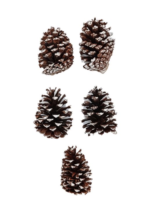 Set de 5 piñas naturales Marron