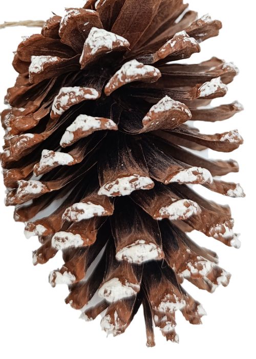 Set de 5 piñas naturales Marron