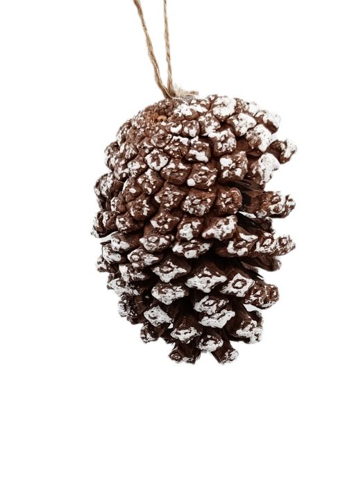 Set de 5 piñas naturales Marron