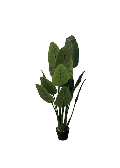 Planta STRELITZIA Verde