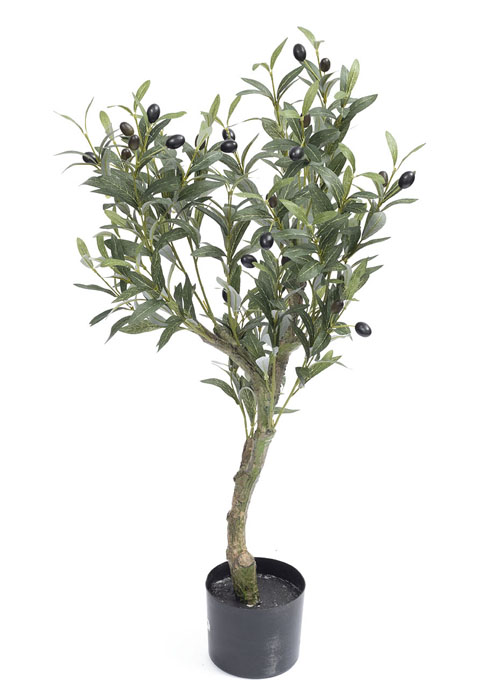 Planta Olivo 165 cm