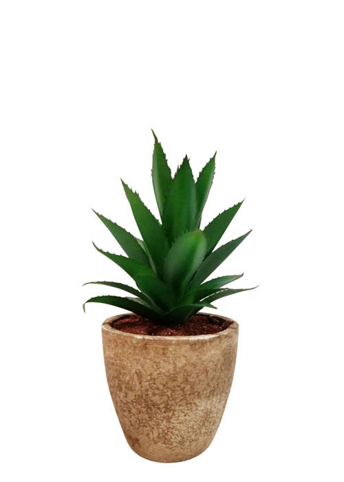 Cactus Aloe Vera