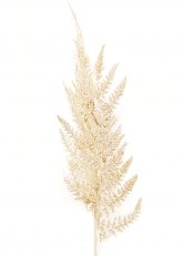 Helecho Dorado Navideño 76