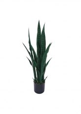 Planta Espada San Jorge 94 cm Verde