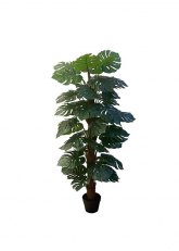 Planta Monstera 150 Verde