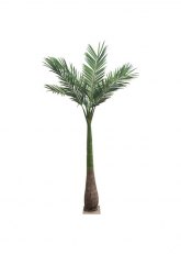 Palmera 3.80 mts Verde