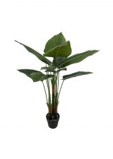 Planta Philodendron Verde