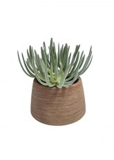 Cactus en maceta 22 cms Verde Oliva