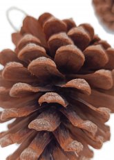 Set de 5 piñas decorativas