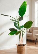 Planta Traveller grande 180