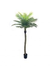 Palmera 2.40 mts Verde