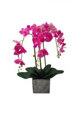 Orquidea racimo maceta Rosa
