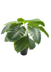 Planta Photos Verde
