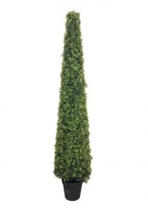 Topiary Libustro Alto