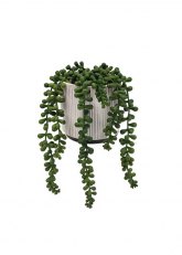 Planta pelotitas colgante Verde
