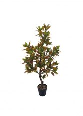 Planta Croton Bordo