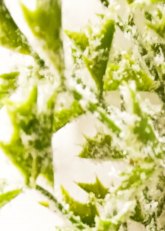 Muérdago Navideño Decorativo 84