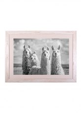 Cuadro Alpacas Arena