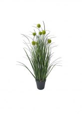 Planta Onion Verde