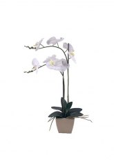 Orquidea Blanca maceta tulip Blanco