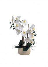 Orquidea PHALAENOPSIS grande Blanco