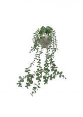 Planta suculenta colgante Verde Oscuro