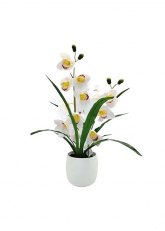 Orquidea blanca maceta cilindro Blanco