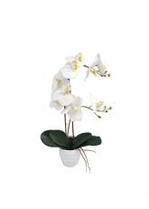 Orquidea Rama grande Blanco