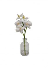 Orquidea en florero vidrio Blanco