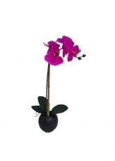 Orquidea en maceta negra bombee Fucsia