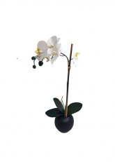 Orquidea en maceta negra bombee Blanco