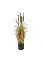 Planta varillas maiz Crema