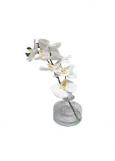 Orquidea blanca en florero vidrio Blanco